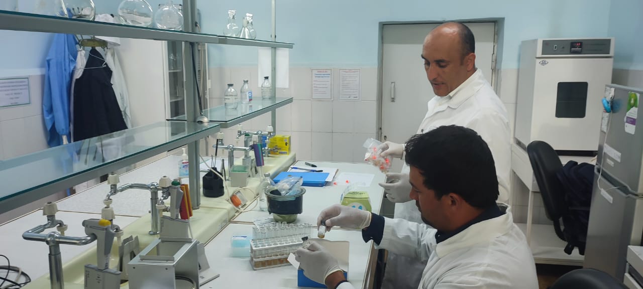 Conducting serological diagnostics of chlamydiosis in aborted sheep using the Indirect Hemagglutination Assay (IHA) and Complement Fixation Test (CFT) in the Laboratory of Bacterial and Zoonotic Diseases.